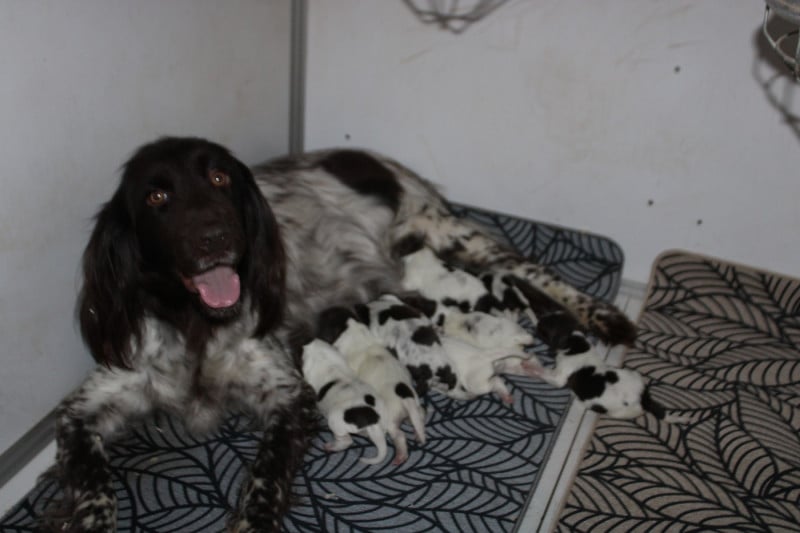 Petit Epagneul de Münster - De La Vallée De La Py