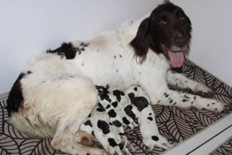 Petit Epagneul de Münster - De La Vallée De La Py