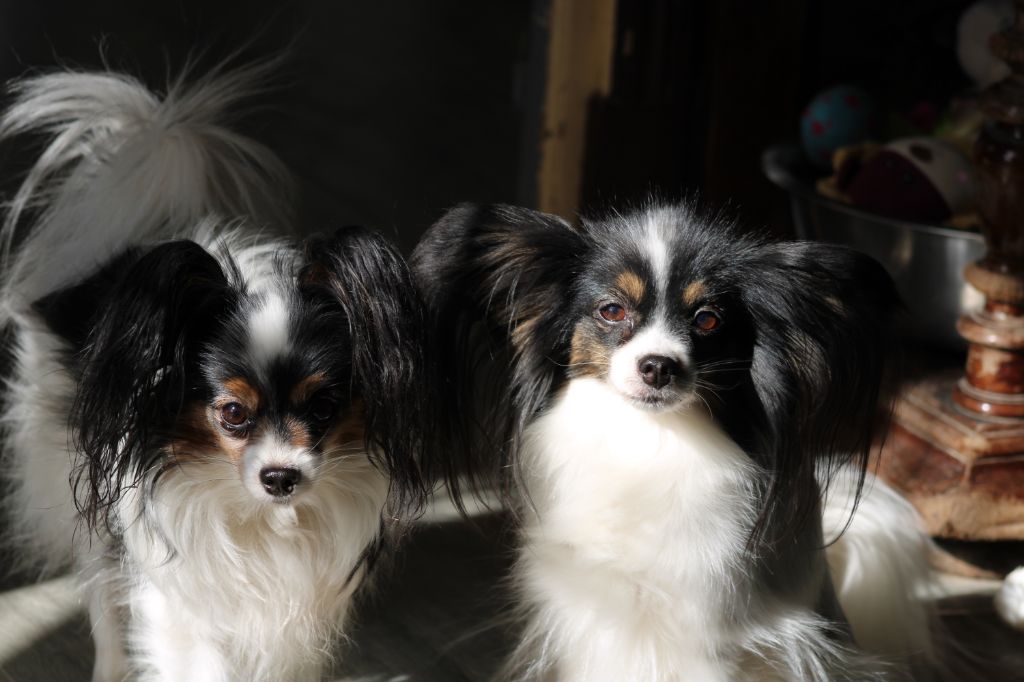 Accueil Elevage De La Vallee De La Py Eleveur De Chiens Epagneul Nain Continental Papillon