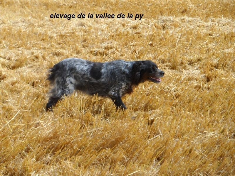 Caline De La Vallée De La Py - TAN