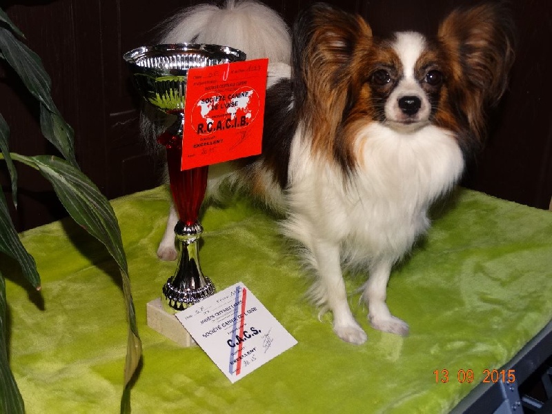 It s girl dit poupette du domaine d istrias - 1 EXCELLENT CACS RCACIB CLASSE OUVERTE