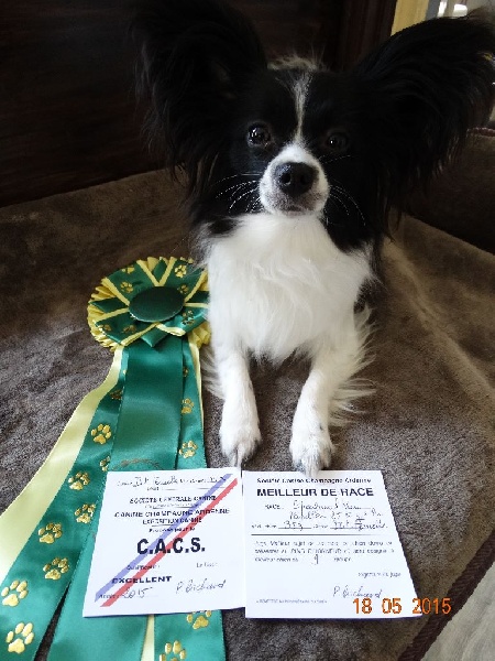 Ilou du domaine d istrias - 1 EX CACS MEILLEUR DE RACE CLASSE OUVERTE