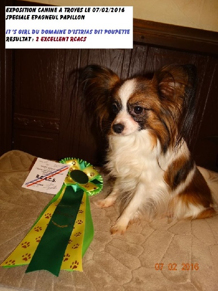 It s girl dit poupette du domaine d istrias - 2 EXCELLENT RCACS CLASSE OUVERTE