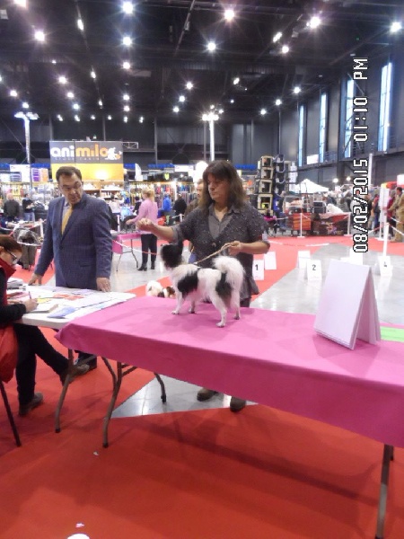 Ilou du domaine d istrias - 2 EXCELLENT RCACS CLASSE INTERMEDIAIRE