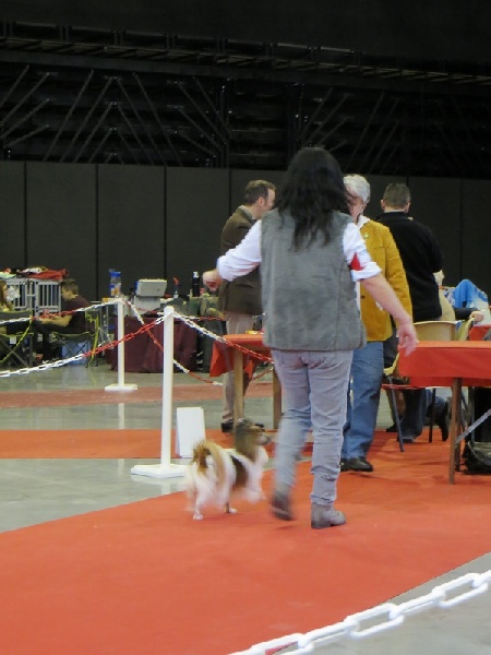 Django des Naiades de l'étang roi - Trés bon