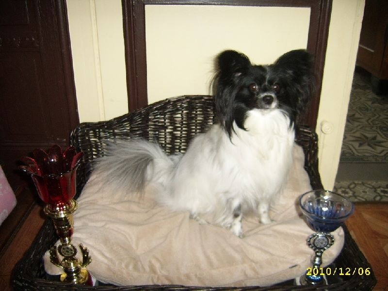 Eline dit lili de la Ferme De La Rodde - 1 EXCELLENT CACS