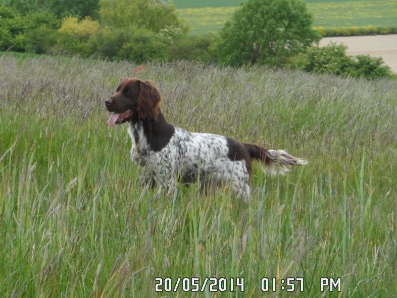 TR. Dana Vom hexenkuppen - 3 EXCELLENT