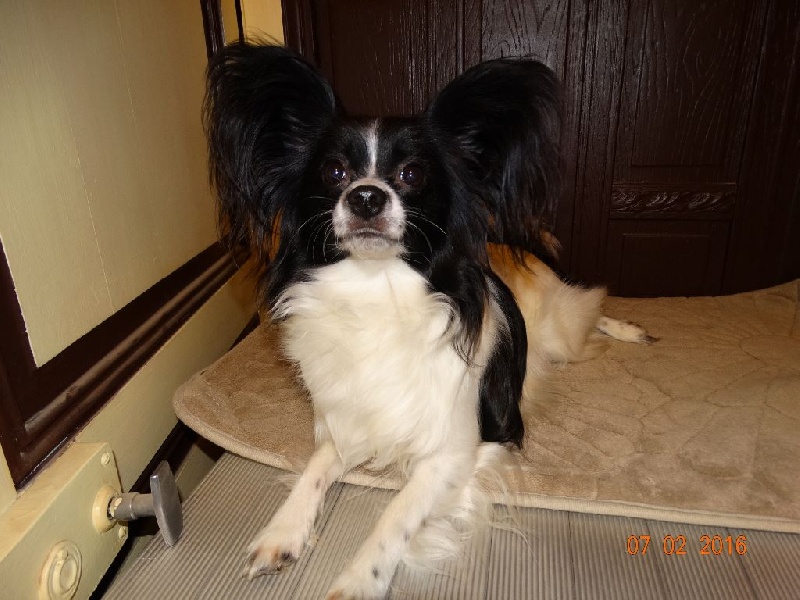 Ilou du domaine d istrias - 3 e TRES BON CLASSE OUVERTE