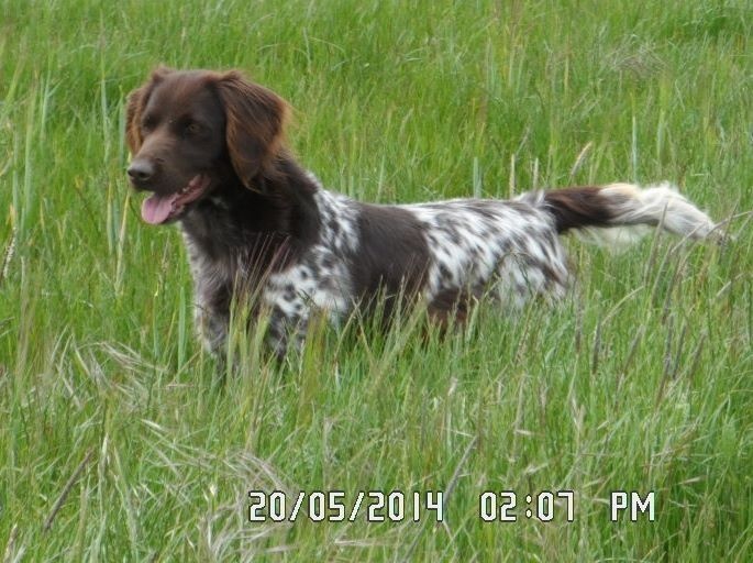 TR. Eden Vom hexenkuppen - 1 EXCELLENT RCACS RCACIB