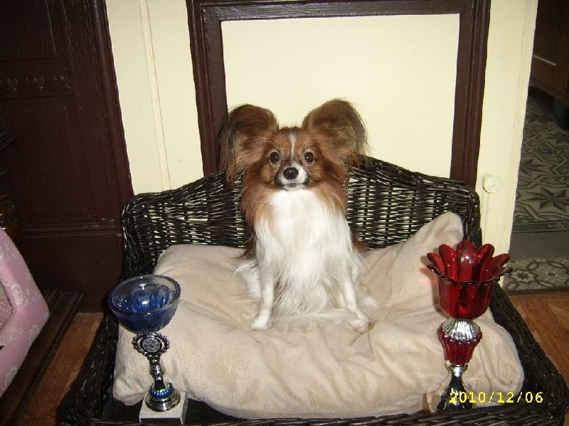 Django des Naiades de l'étang roi - 2 EXCELLENT RCACS