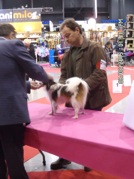 It s girl dit poupette du domaine d istrias - 1 EXCELLENT CACS CACIB CLASSE INTERMEDIAIRE