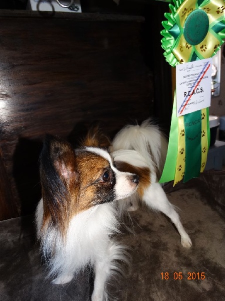 It s girl dit poupette du domaine d istrias - 1 EXCELLENT RCACS CLASSE OUVERTE