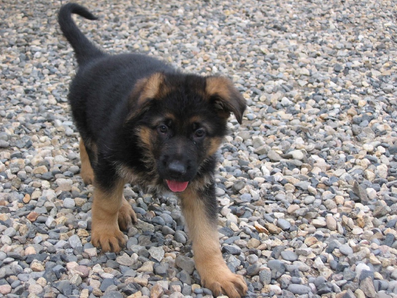 Vornan Des coléres de némésis