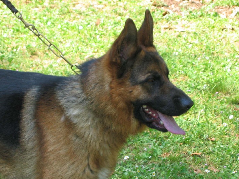 Vornan Des coléres de némésis