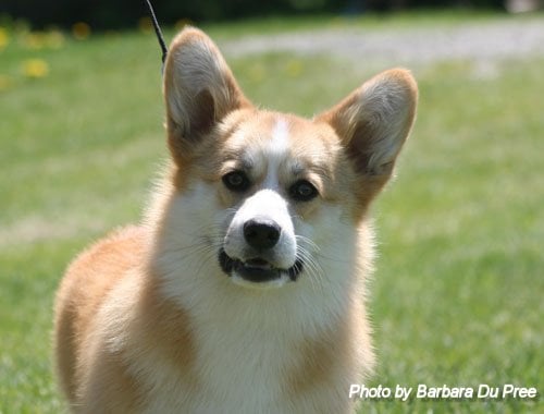 Publication : du Pays aux Longs Hivers Auteur : Barbara Du Pree