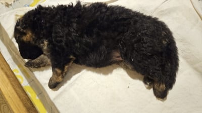Les chiots de Berger Allemand