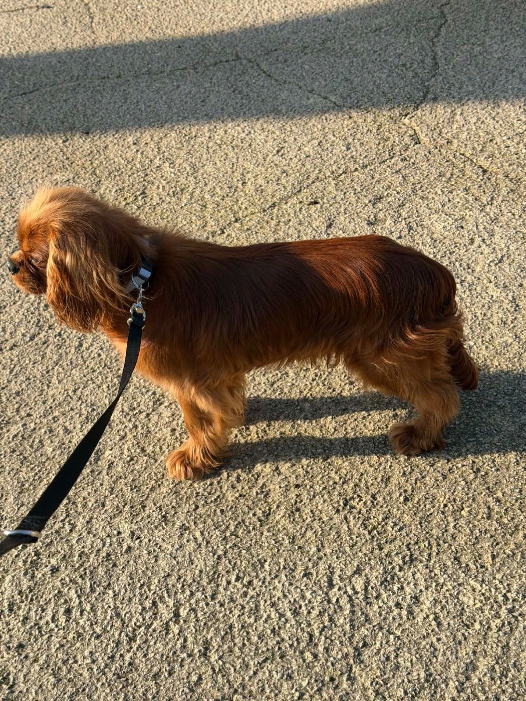 Another red diamond des brandes de beaulieu