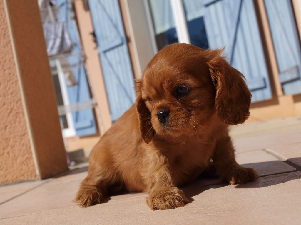 Prisca - Cavalier King Charles Spaniel