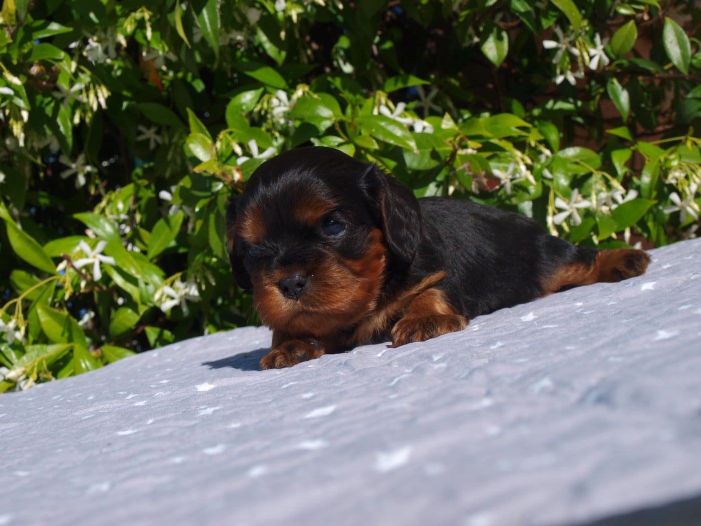 Cavalier King Charles Spaniel - des brandes de beaulieu