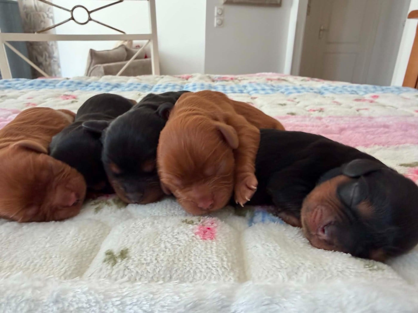 Cavalier King Charles Spaniel - des brandes de beaulieu