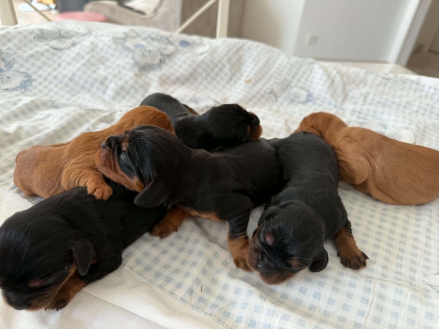 Cavalier King Charles Spaniel - des brandes de beaulieu