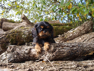 Les chiots de Cavalier King Charles Spaniel