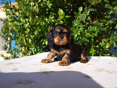 Les chiots de Cavalier King Charles Spaniel