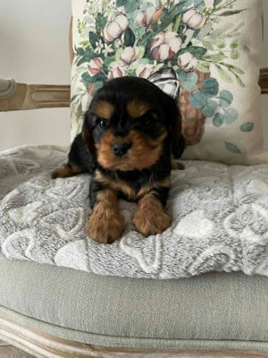Les chiots de Cavalier King Charles Spaniel