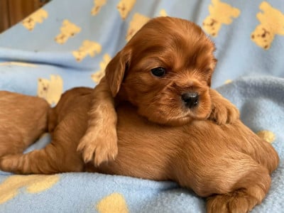 Les chiots de Cavalier King Charles Spaniel