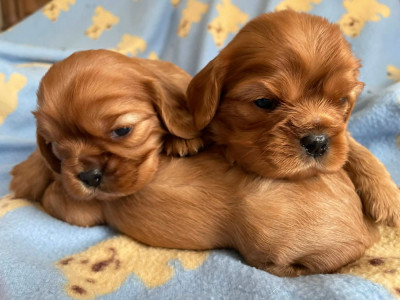 Les chiots de Cavalier King Charles Spaniel