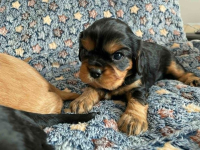 Les chiots de Cavalier King Charles Spaniel