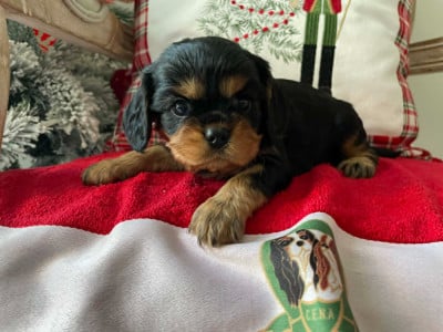 Les chiots de Cavalier King Charles Spaniel