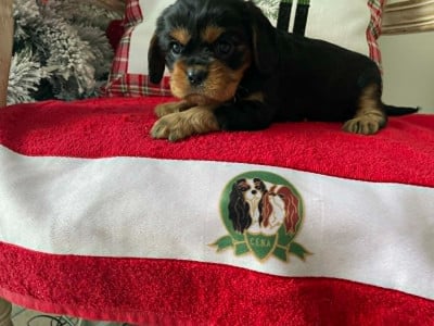 Les chiots de Cavalier King Charles Spaniel