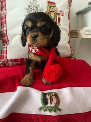Les chiots de Cavalier King Charles Spaniel