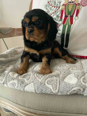 Les chiots de Cavalier King Charles Spaniel
