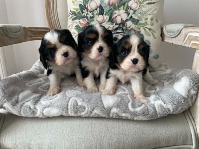 Les chiots de Cavalier King Charles Spaniel