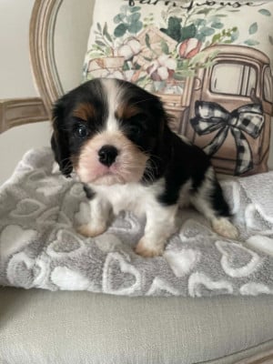 Les chiots de Cavalier King Charles Spaniel