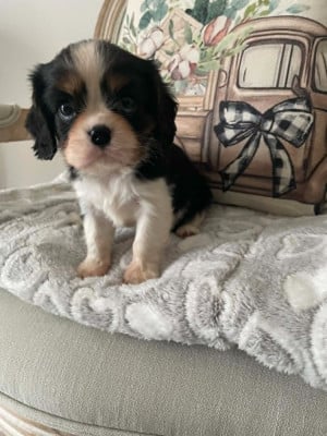 Les chiots de Cavalier King Charles Spaniel