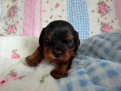 Les chiots de Cavalier King Charles Spaniel