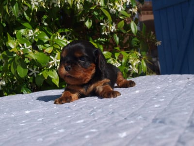Les chiots de Cavalier King Charles Spaniel