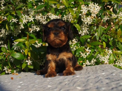 Les chiots de Cavalier King Charles Spaniel