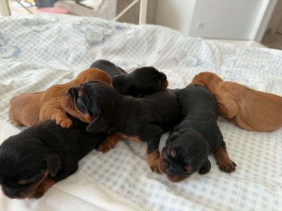 Les chiots de Cavalier King Charles Spaniel