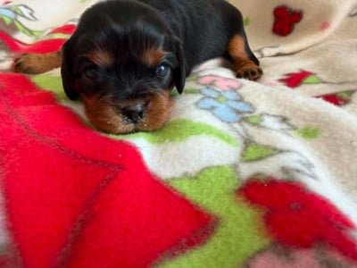 Les chiots de Cavalier King Charles Spaniel