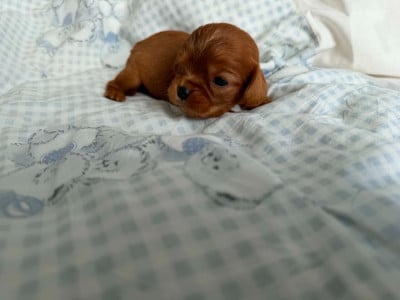 Les chiots de Cavalier King Charles Spaniel