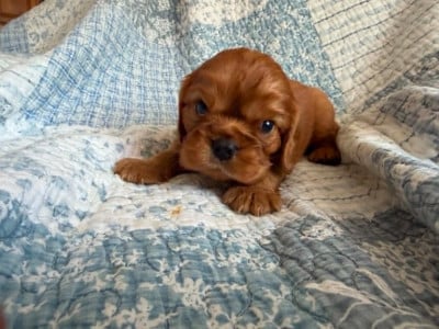 Les chiots de Cavalier King Charles Spaniel