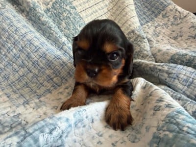 Les chiots de Cavalier King Charles Spaniel