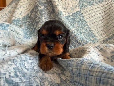Les chiots de Cavalier King Charles Spaniel