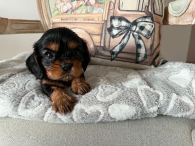 Les chiots de Cavalier King Charles Spaniel