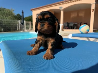 Les chiots de Cavalier King Charles Spaniel