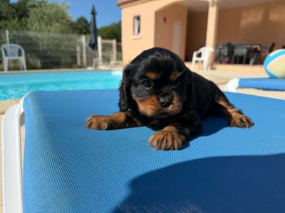 Les chiots de Cavalier King Charles Spaniel